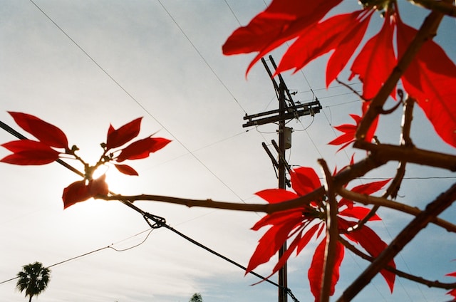 Tree branch with leaves in front of a telephone pole with wires