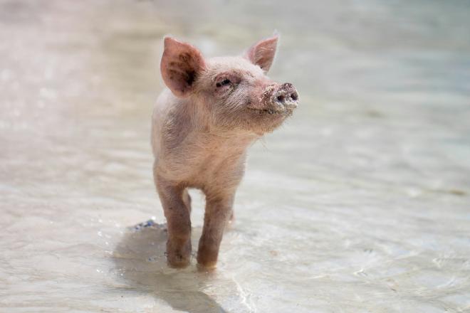 A cute pig walking on the beach