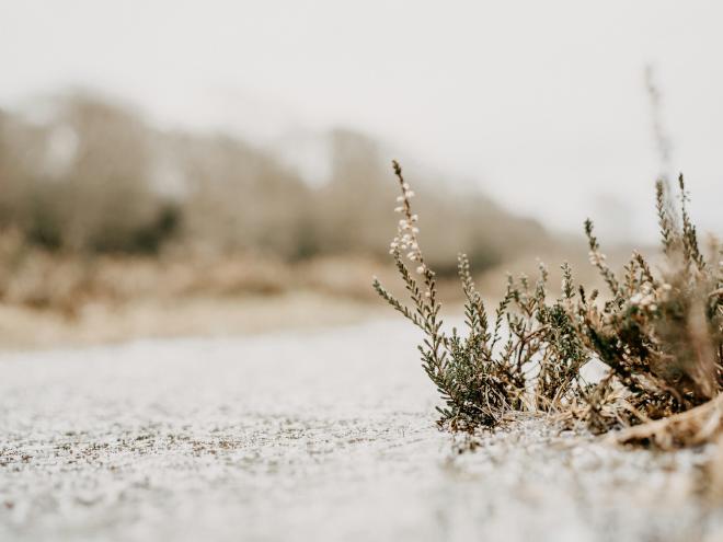 Small plants growing on a sandy surface