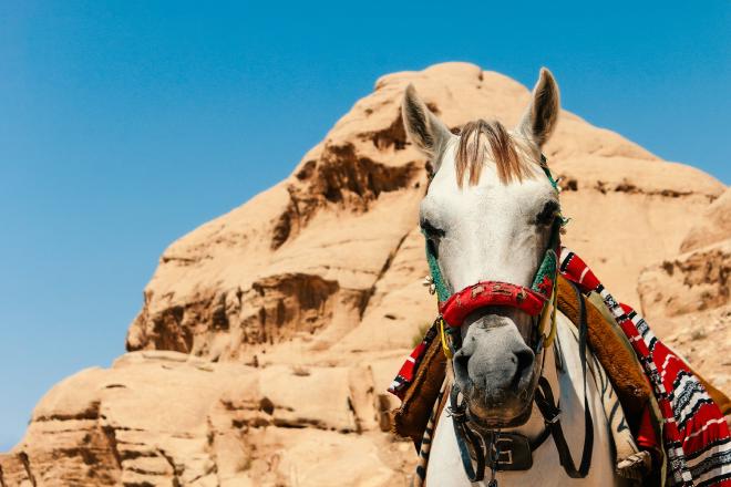 White horse with a saddle standing in front of a mountain