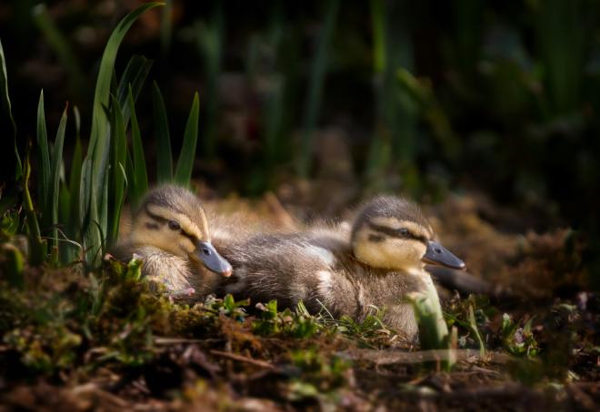 Ducklings sitting together in the grass