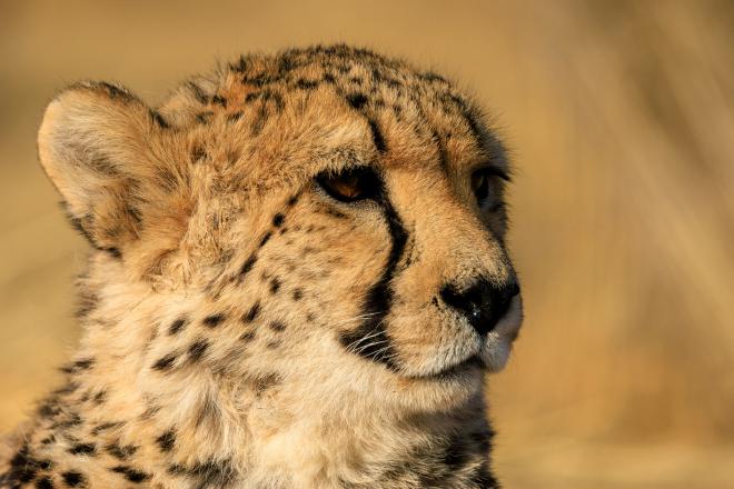 Leopard staring into the distance