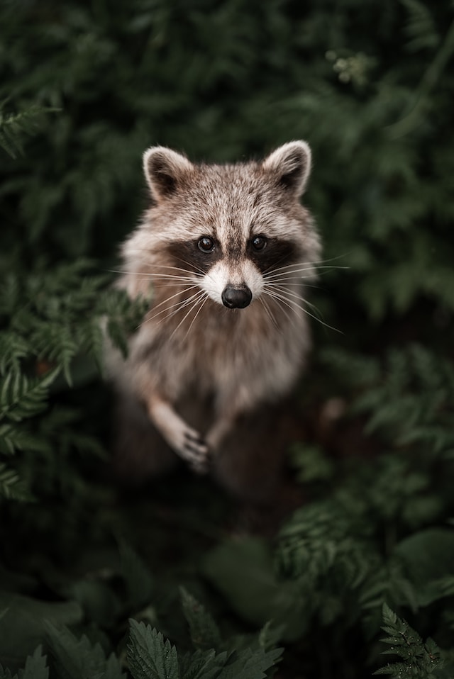 Super cute raccoon standing in front of green foliage