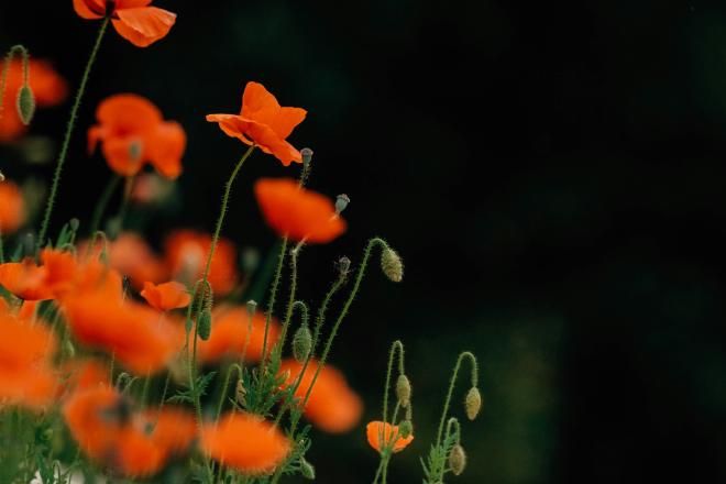 Red poppies bloom against a dark blurred background