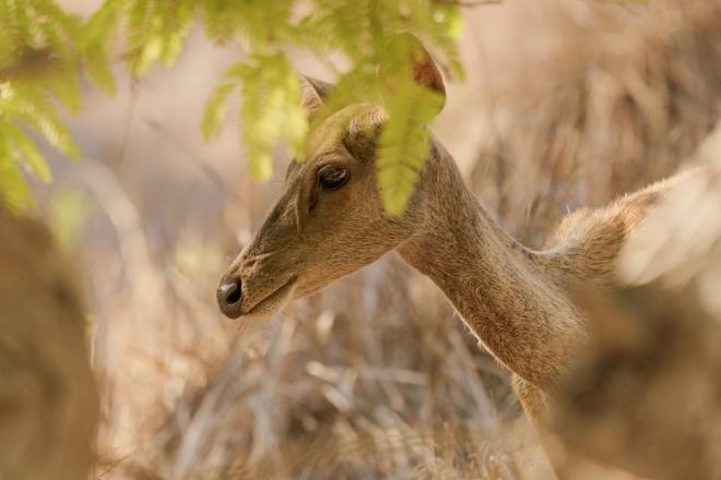 A small brown deer-like animal hiding in vegetation