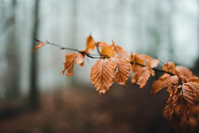 Branch of a tree with orange leaves