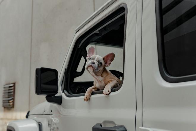 Extremely cute french bulldog looking out the window of a Jeep Wrangler